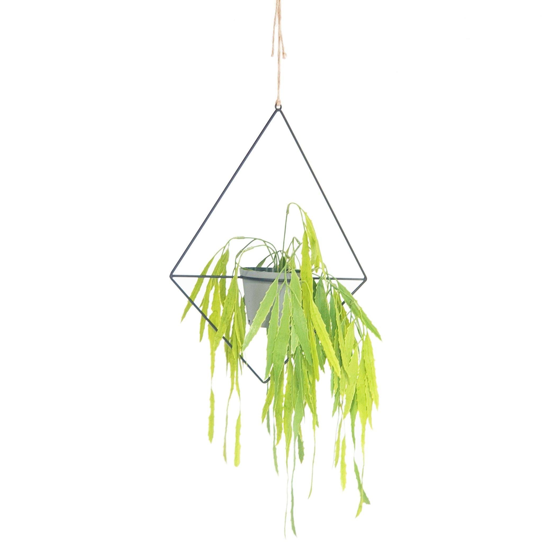 Diamond Hanging Planter